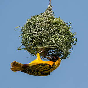 Birdwatching holidays in Uganda