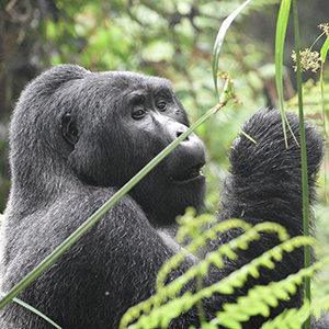Wildlife in Rwanda