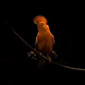 Guyana wildlife
