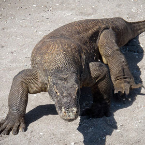 Komodo travel guide