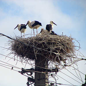 How to watch birds responsibly