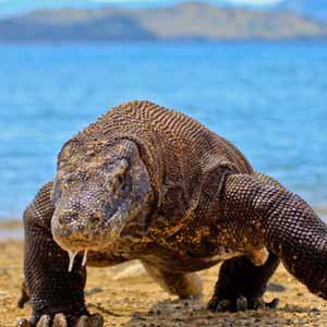 Komodo dragon tours