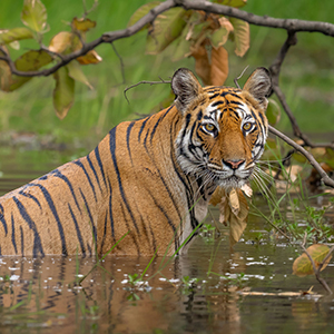 Tiger photography in India