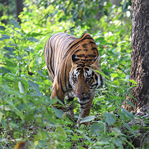 Cycling & tiger safaris in India