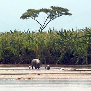 Wildlife in Burundi