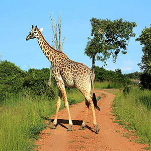 Walking safaris in Zambia