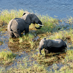 Bush camp safaris in Botswana