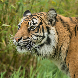 Bhutan wildlife holidays
