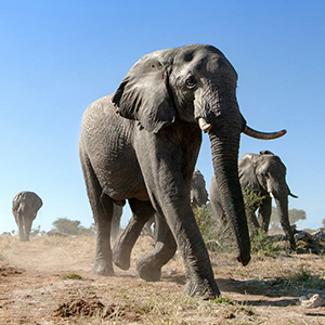 Bush camp safaris in Zambia