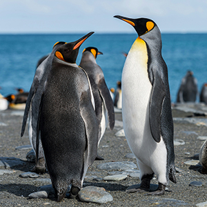 How to see penguins in the wild
