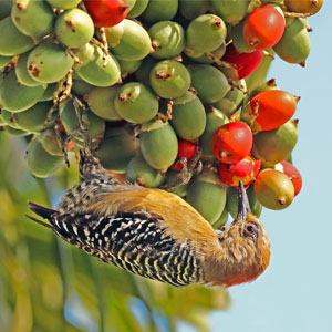 Bird watching travel guide