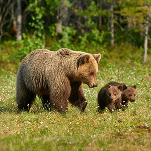 Best time to visit Wild Taiga in Finland