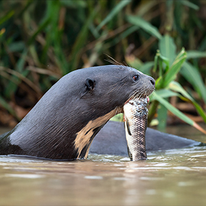 Best time to go to the Pantanal
