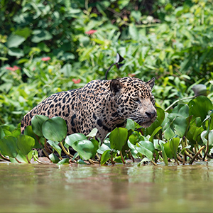 Pantanal travel guide
