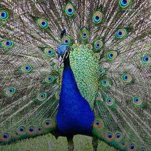 Where to go bird watching
