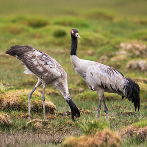 Black necked Crane Festival in Bhutan