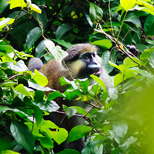 Gabon wildlife