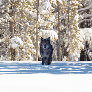 Where to go on a wolf tracking holiday