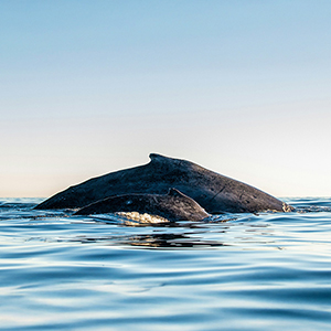 Nature & wildlife in California