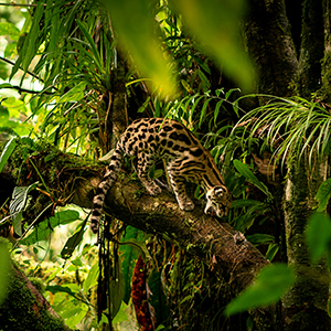 Costa Rica wildlife travel guide