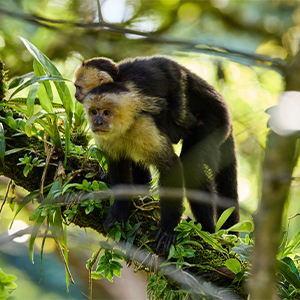 Best time to see wildlife in Costa Rica