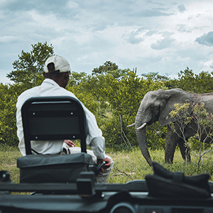 South Africa wildlife travel guide