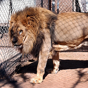 Responsible wildlife tourism in South Africa