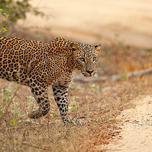 Sri Lanka wildlife travel guide