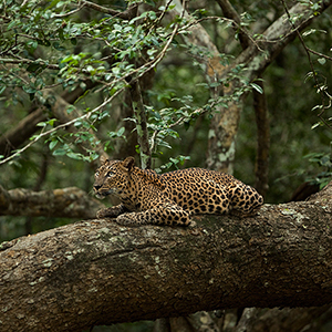 Wilpattu National Park in Sri Lanka
