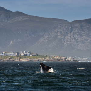 Whale watching in South Africa