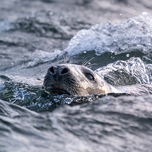 Best places to see seals in the wild
