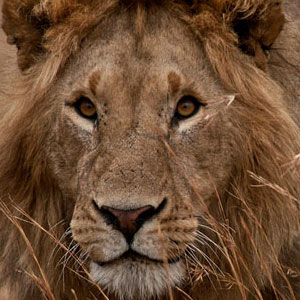 Nyerere National Park travel guide (Selous)