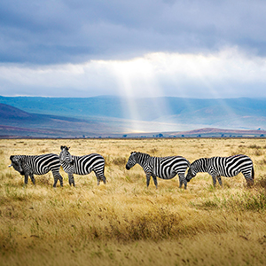 Combining Kilimanjaro with a Tanzania safari