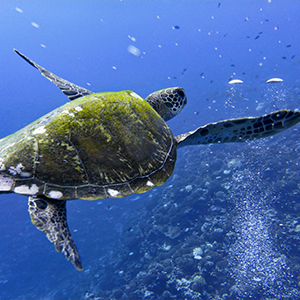 Responsible tourism in French Polynesia