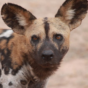 African wild dogs in Nyerere, Tanzania