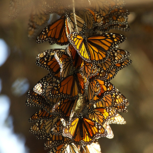 Our brilliant wildlife holidays