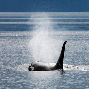 Whales & wildlife in Alaska