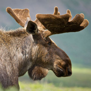 Wildlife watching in the USA travel guide