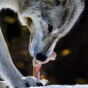 Best time to see wildlife in the USA