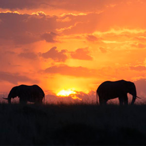Best time to visit the Masai Mara