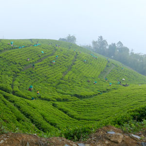 Visiting tea estates in Sikkim