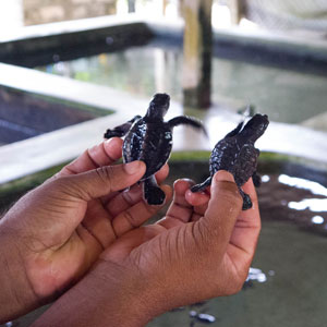 Responsible tourism in Sri Lanka