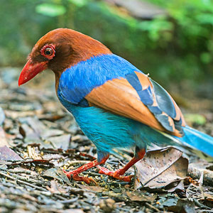 Wildlife in Sri Lanka