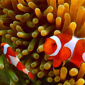 Raja Ampat travel guide