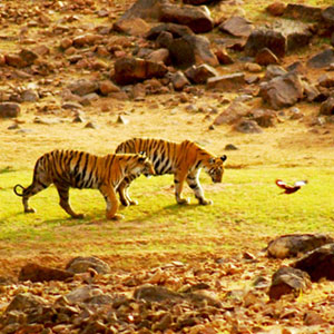 Tiger safari advice