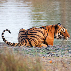 Responsible tiger safaris