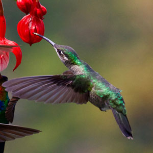 Caribbean bird watching holidays
