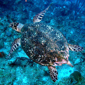 Responsible tourism in the Caribbean