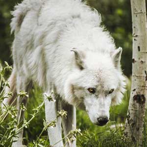 Yellowstone travel guide
