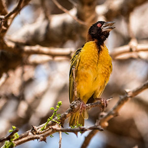 Bird watching in the Gambia